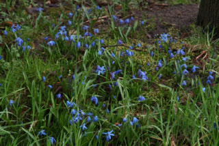 Scilla sibericaOosterse sterhyacint bestellen